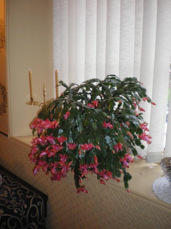 Langley Bank Guest House Ayr Ngoại thất bức ảnh